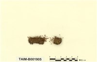 藏品(陀螺立碗苔)的圖片